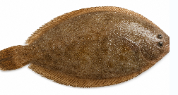 East Coast Soles (170g -200 g) - Pack of 4