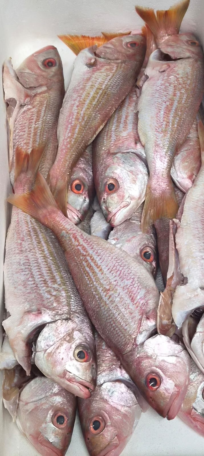 Silvers (2 plate sized fillets per pack ) approx. 120-140g per fillet
